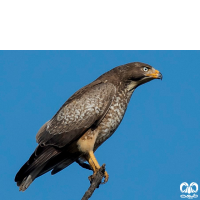 گونه سارگپه چشم سفید White-eyed Buzzard